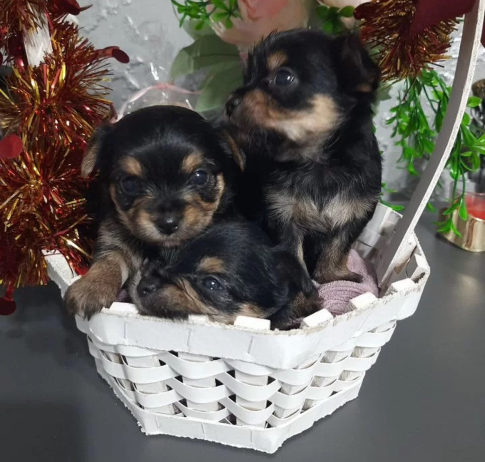 Yorkshire Terrier Puppies for Sale in Florida (FL)