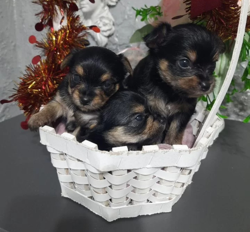 Yorkshire Terrier Puppies for Sale in Florida (FL)