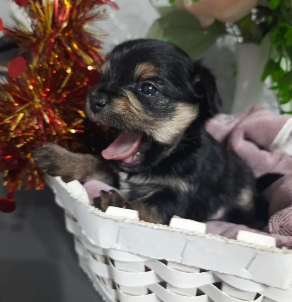 Yorkshire Terrier Puppies for Sale in Florida (FL)