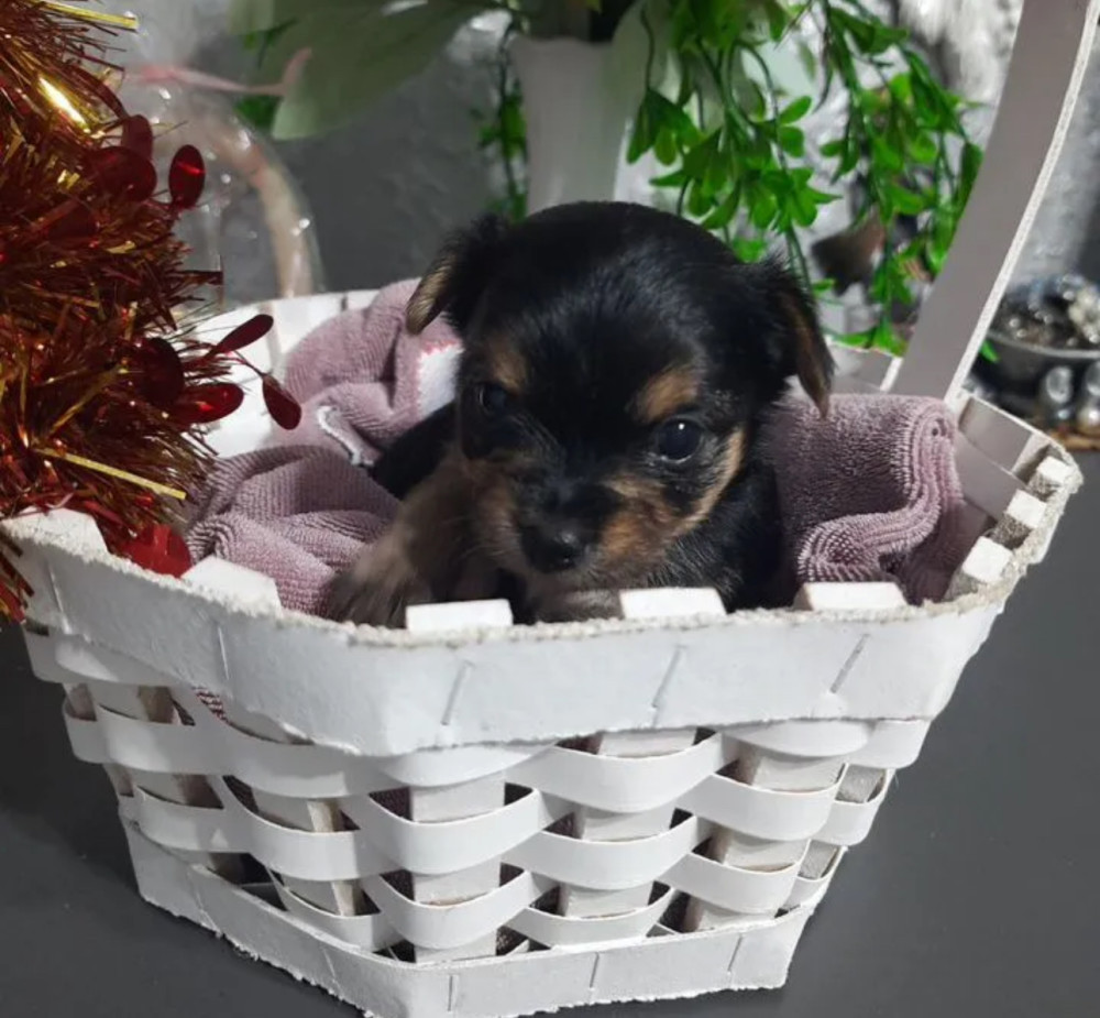 Yorkshire Terrier Puppies for Sale in Florida (FL)