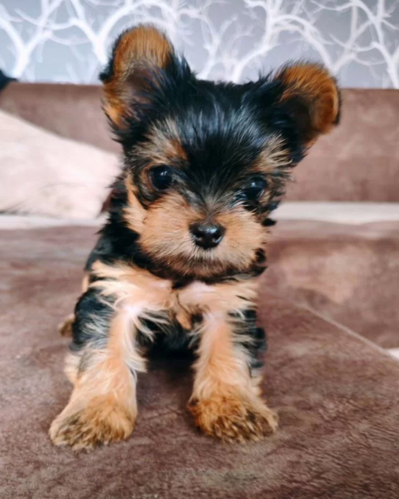 Yorkshire Terrier Girl Puppy for Sale in New York (NY)