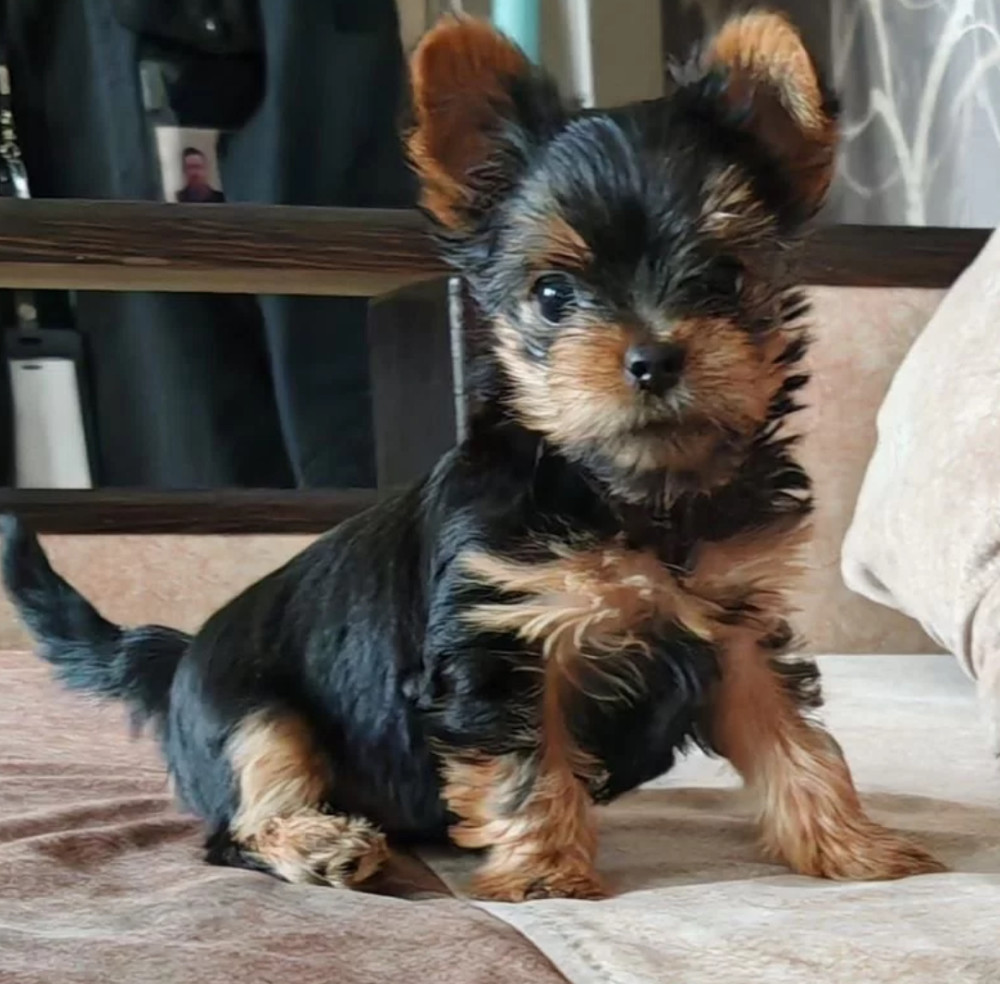 Yorkshire Terrier Girl Puppy for Sale in New York (NY)