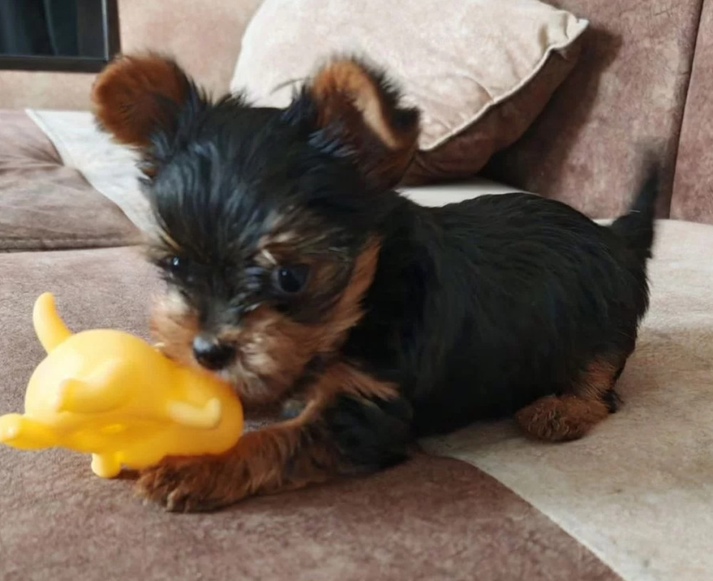 Yorkshire Terrier Girl Puppy for Sale in New York (NY)