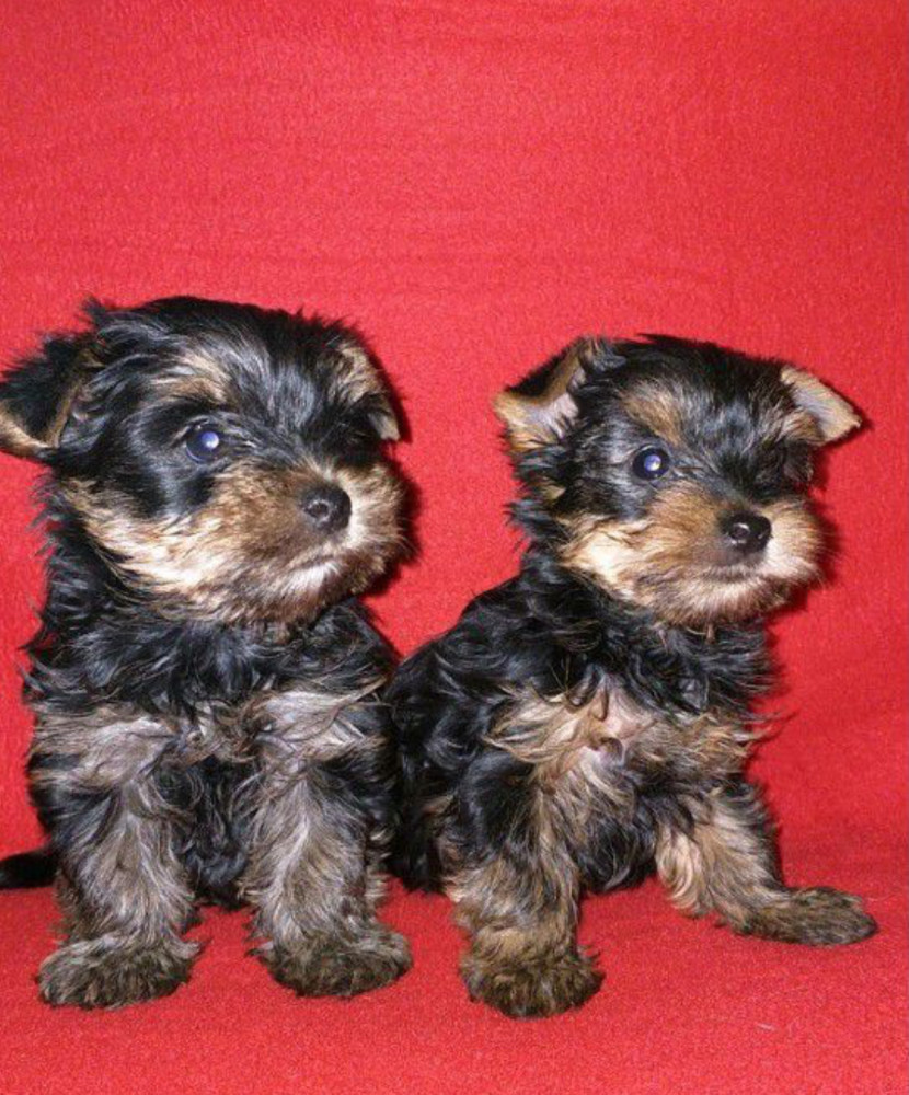 Male and Female Yorkshire Terrier Puppies for Sale in Michigan (MI)