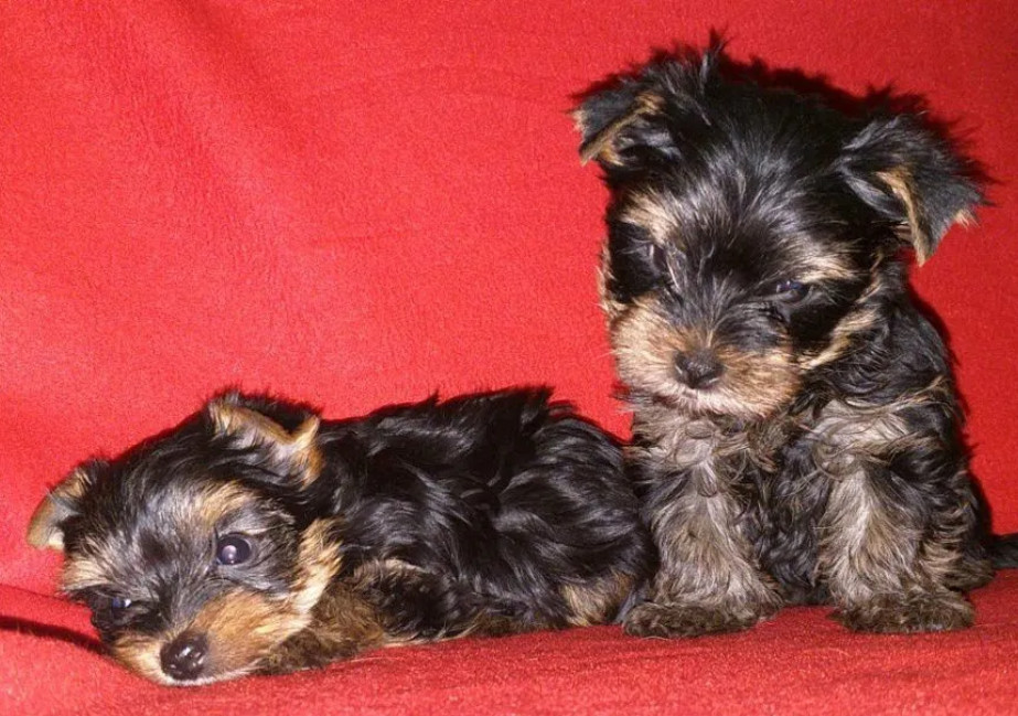 Male and Female Yorkshire Terrier Puppies for Sale in Michigan (MI)