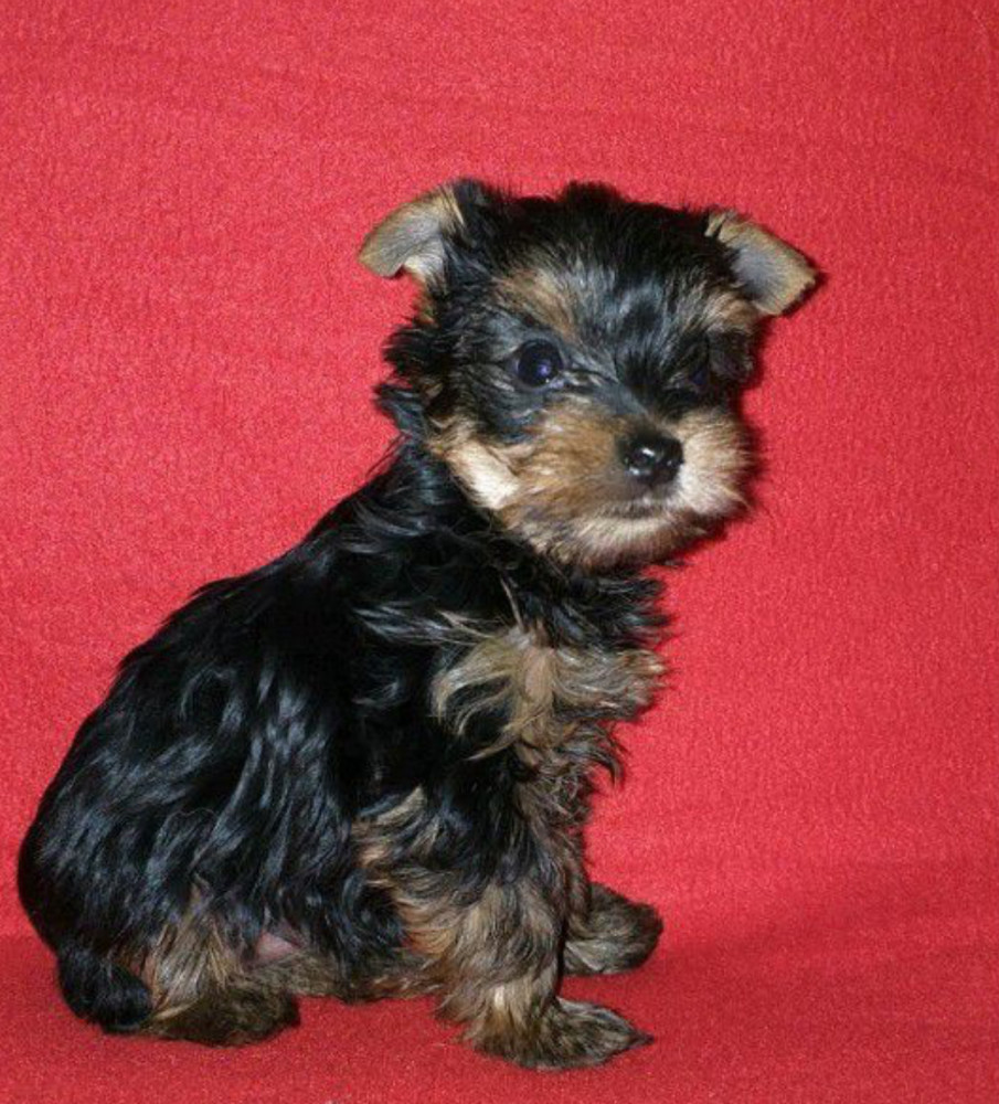 Male and Female Yorkshire Terrier Puppies for Sale in Michigan (MI)