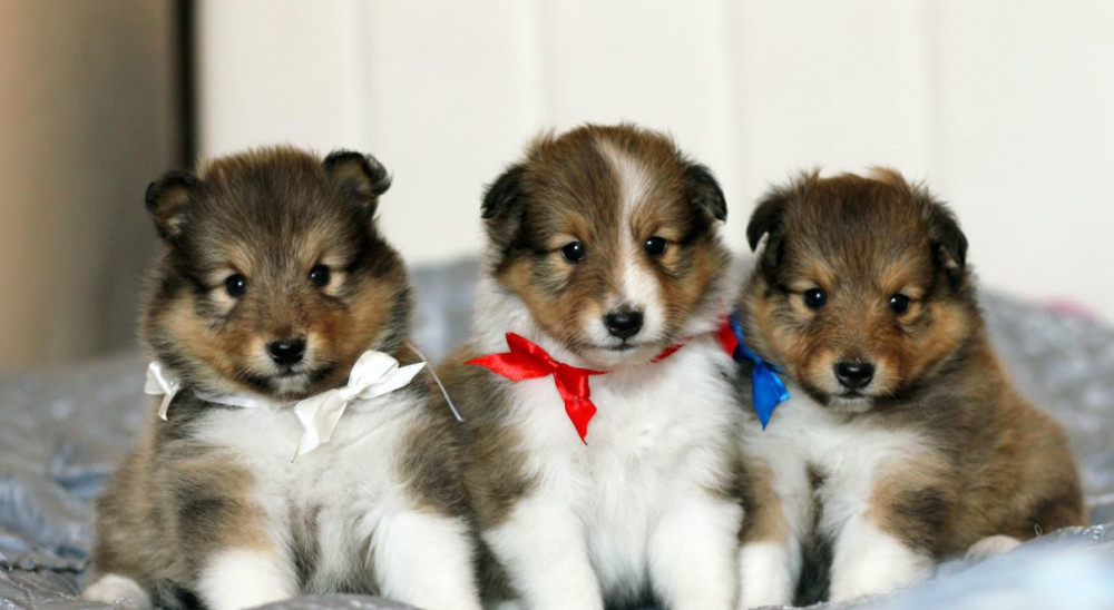 Collie Puppies for Sale in New York (NY)