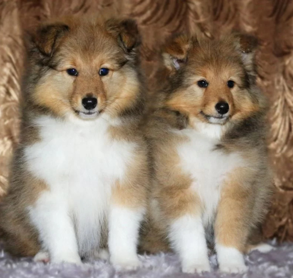Collie Puppies for Sale in New York (NY)