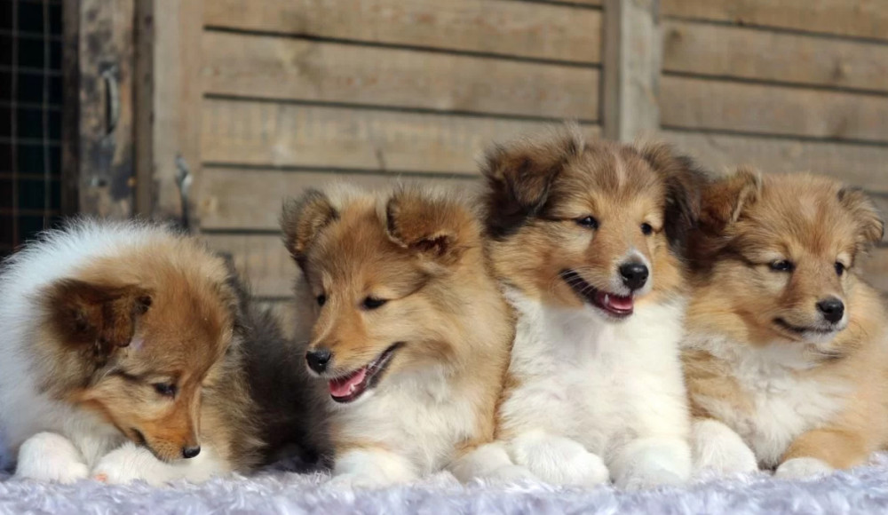 Collie Puppies for Sale in New York (NY)