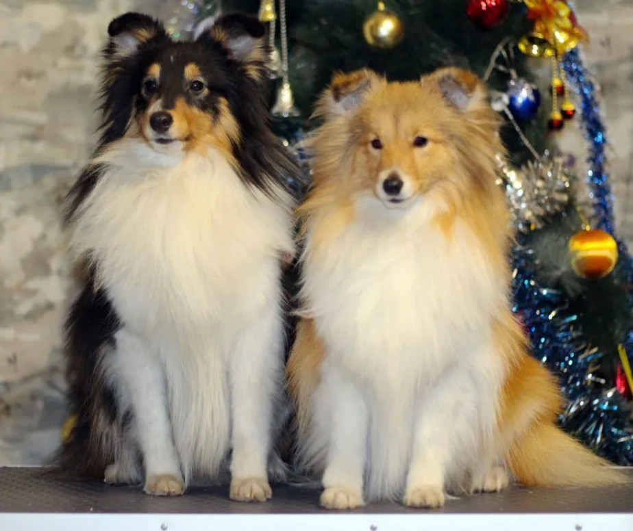 Collie Puppies for Sale in New York (NY)