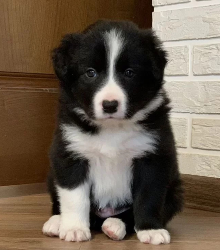 12-Week-Old Collie Girl Texas (TX)