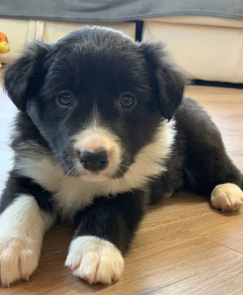 12-Week-Old Collie Girl Texas (TX)