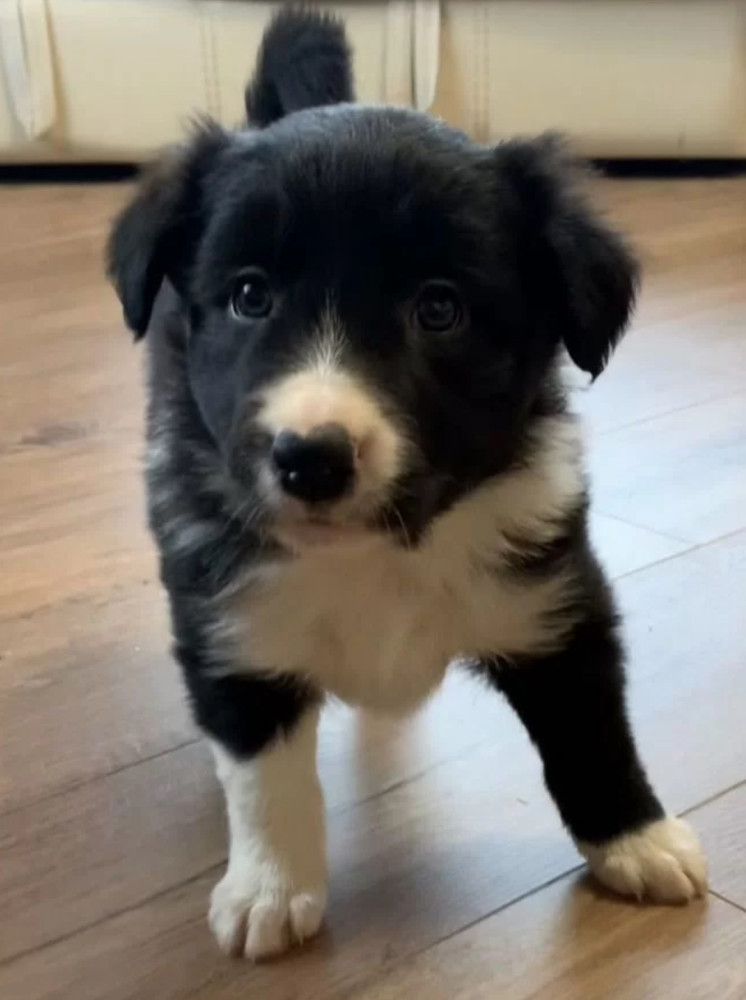 12-Week-Old Collie Girl Texas (TX)
