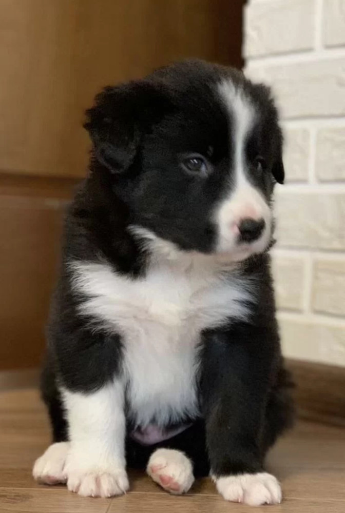 12-Week-Old Collie Girl Texas (TX)