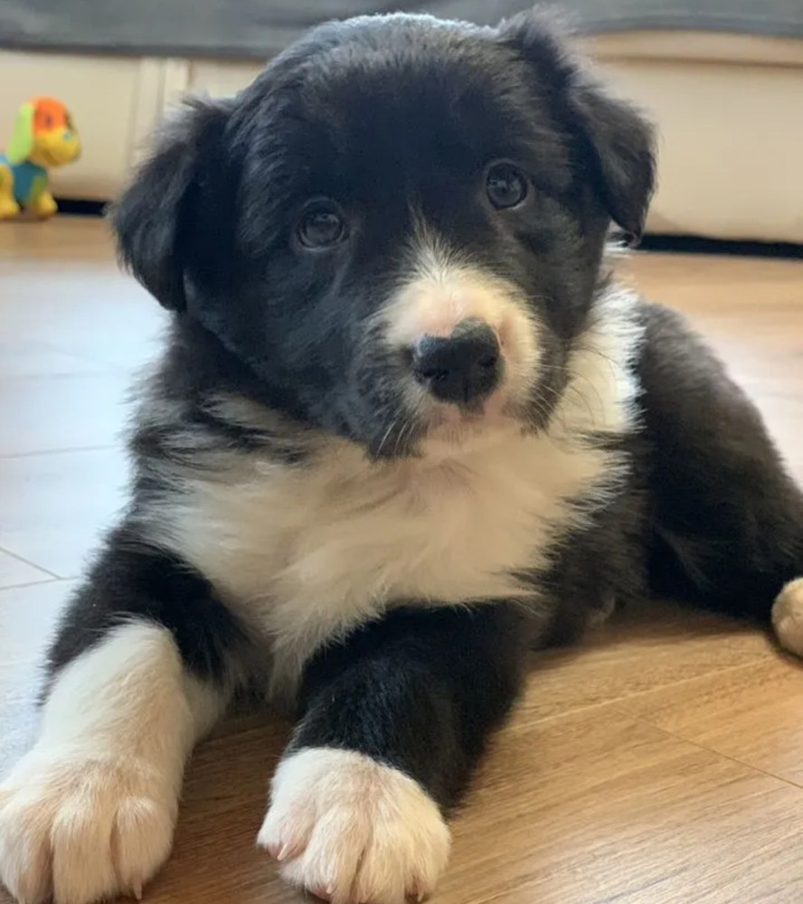 12-Week-Old Collie Girl Texas (TX)