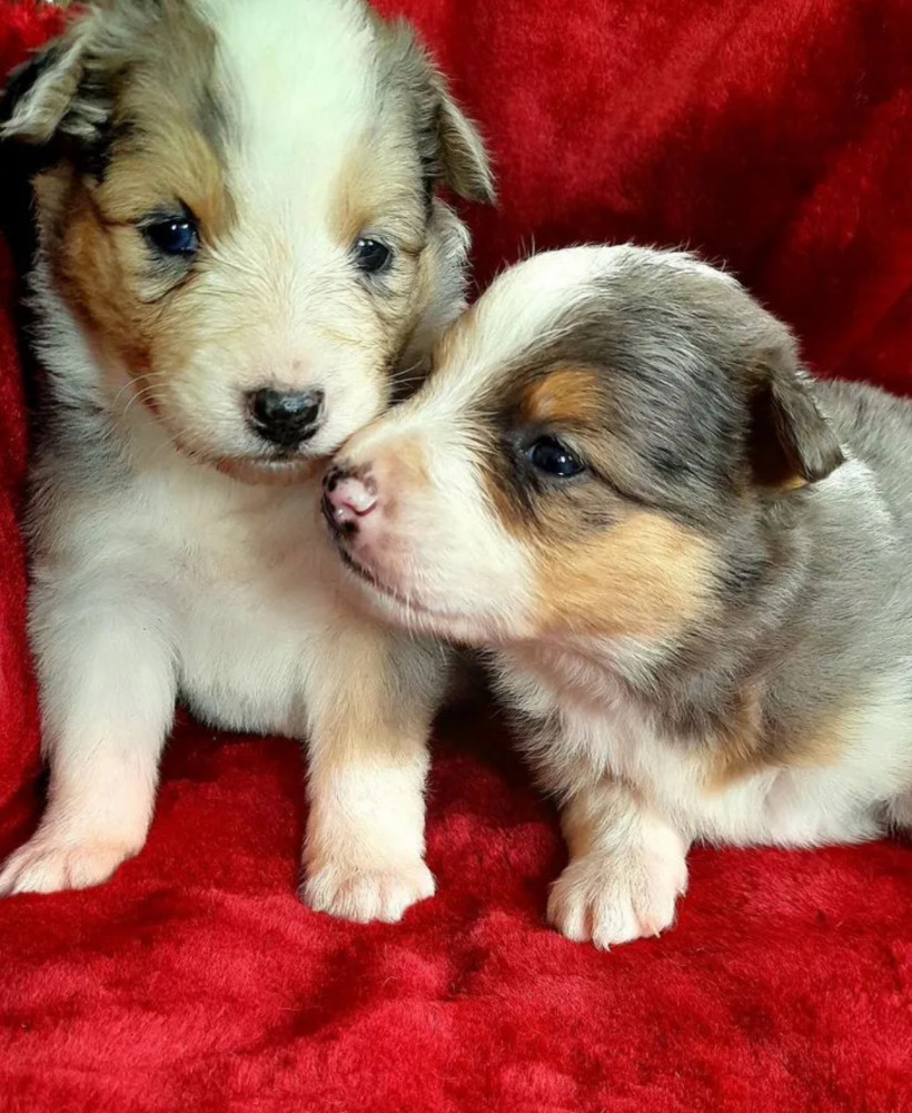 Male and Female Collie Puppies for Sale in New York (NY)