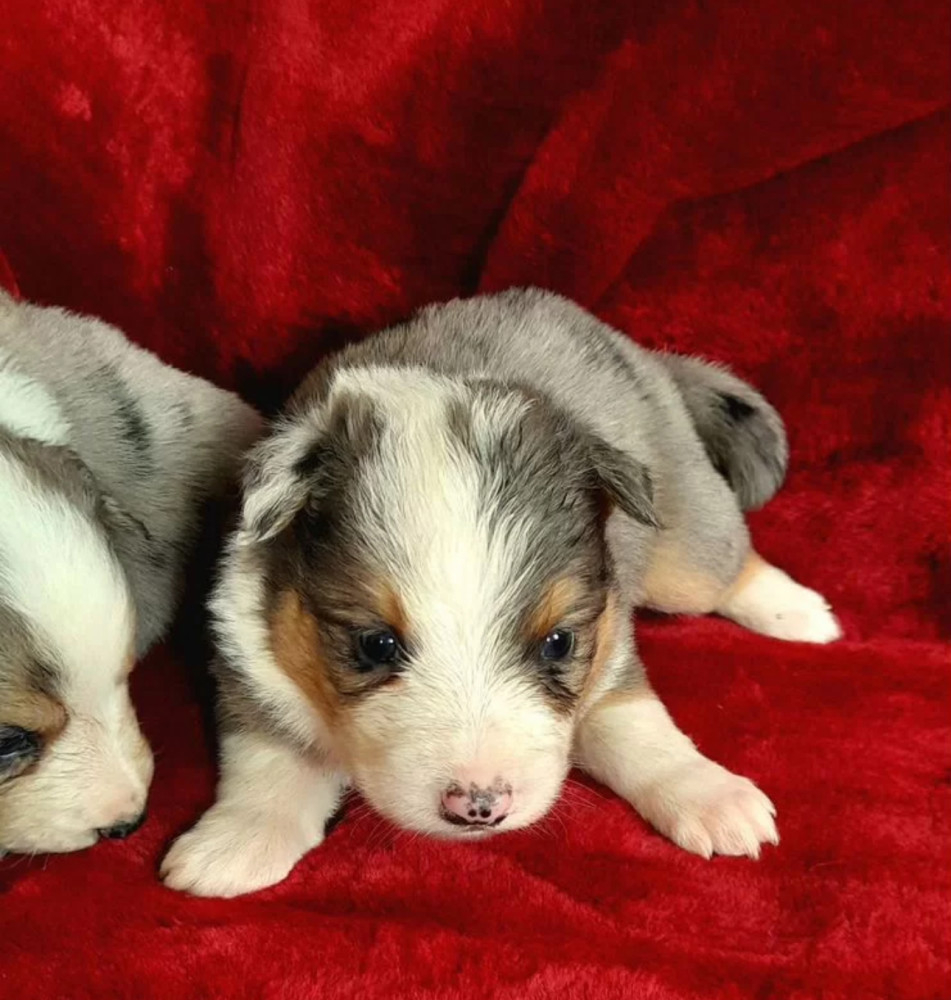 Male and Female Collie Puppies for Sale in New York (NY)