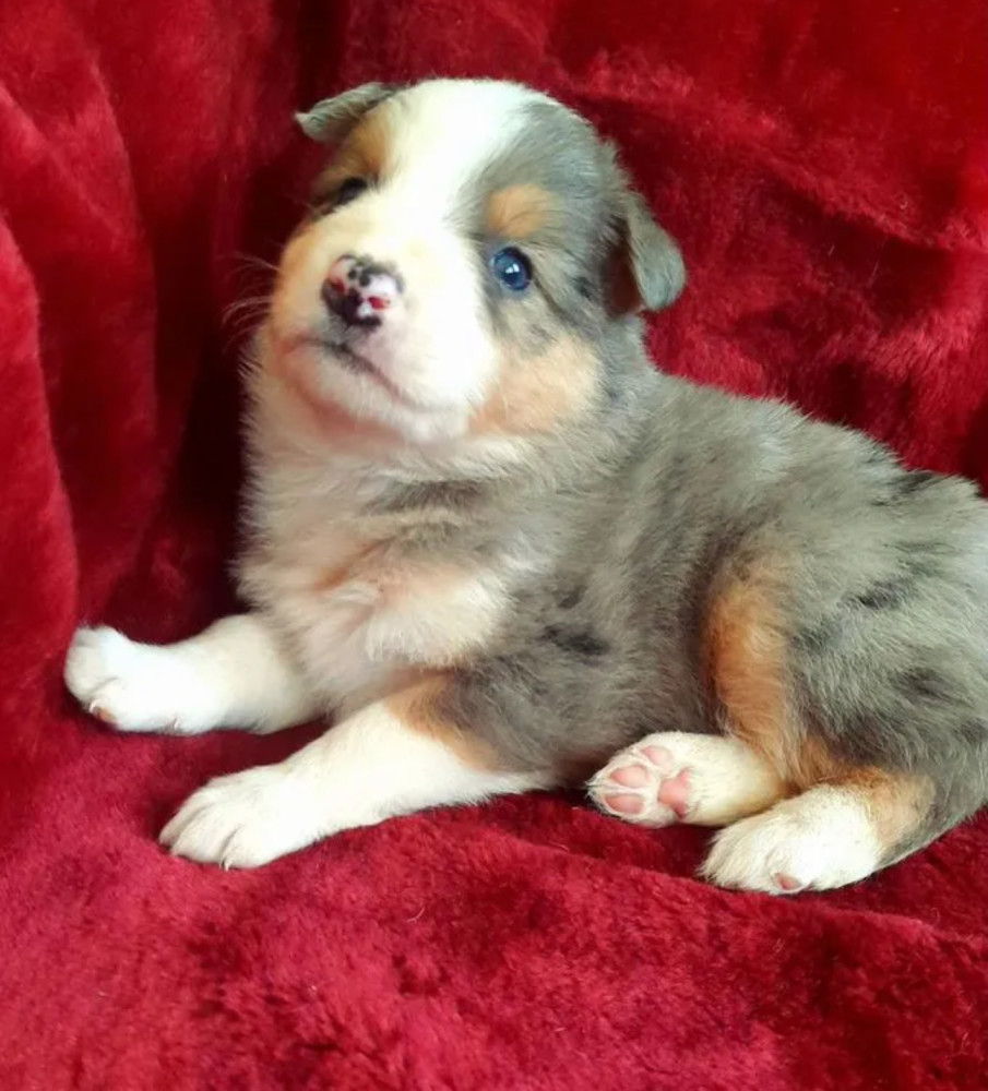 Male and Female Collie Puppies for Sale in New York (NY)