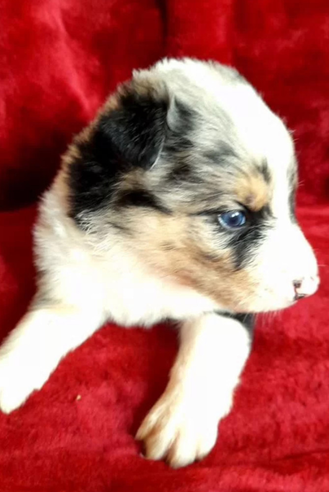 Male and Female Collie Puppies for Sale in New York (NY)