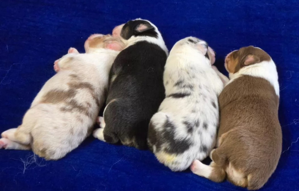 Australian Shepherd Puppies for Sale in Louisiana (LA)