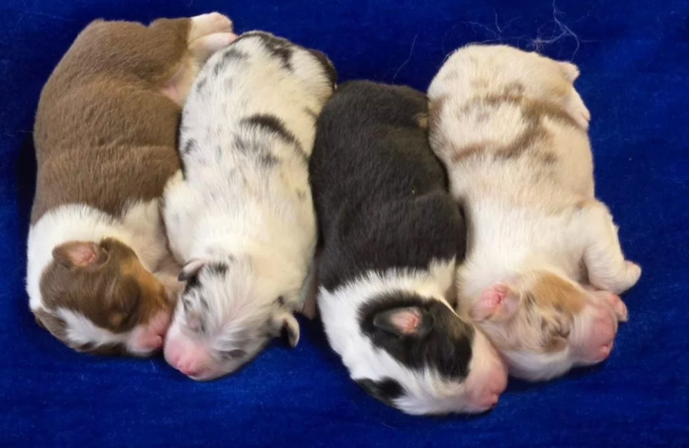 Australian Shepherd Puppies for Sale in Louisiana (LA)