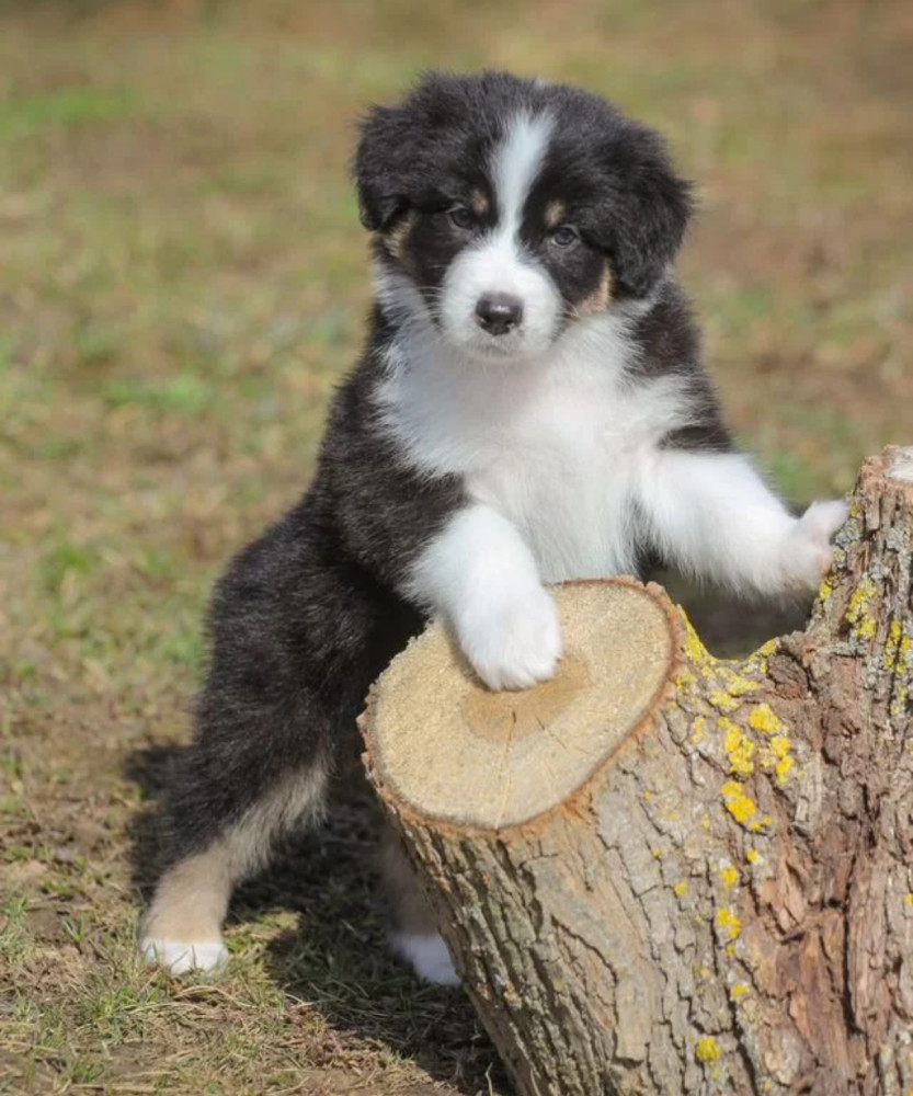 Two Aussie Puppies Looking for Homes in New York (NY)