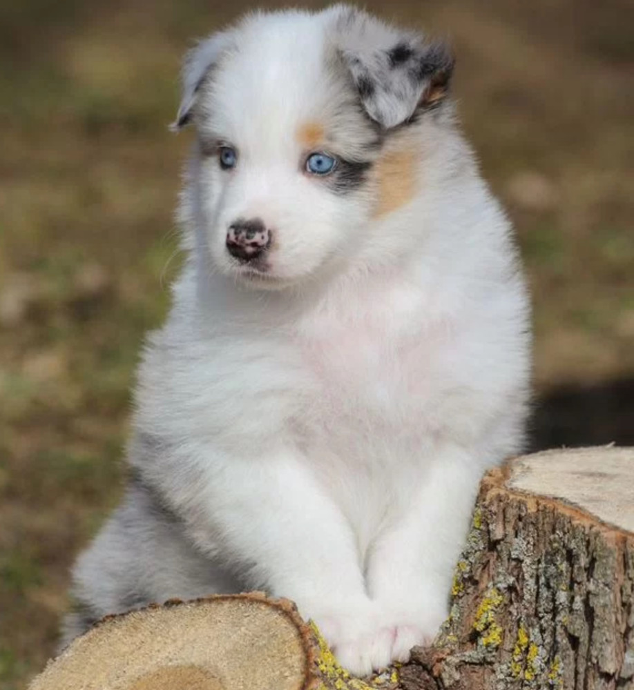 Two Aussie Puppies Looking for Homes in New York (NY)