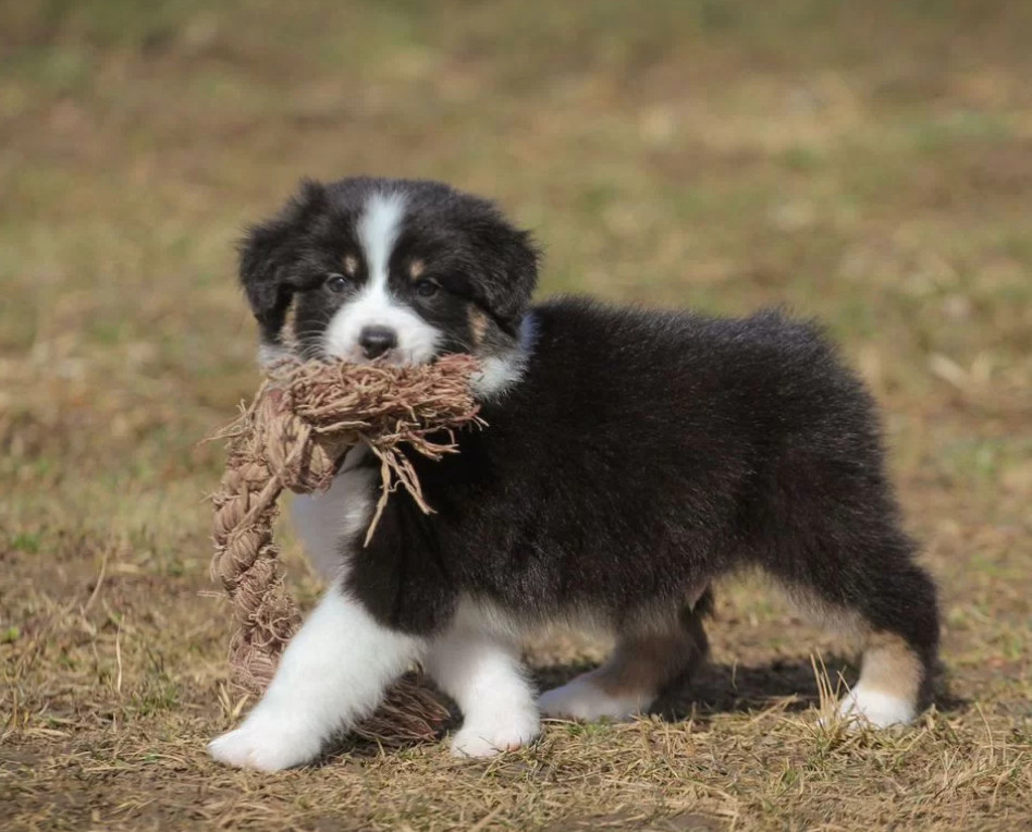 Two Aussie Puppies Looking for Homes in New York (NY)