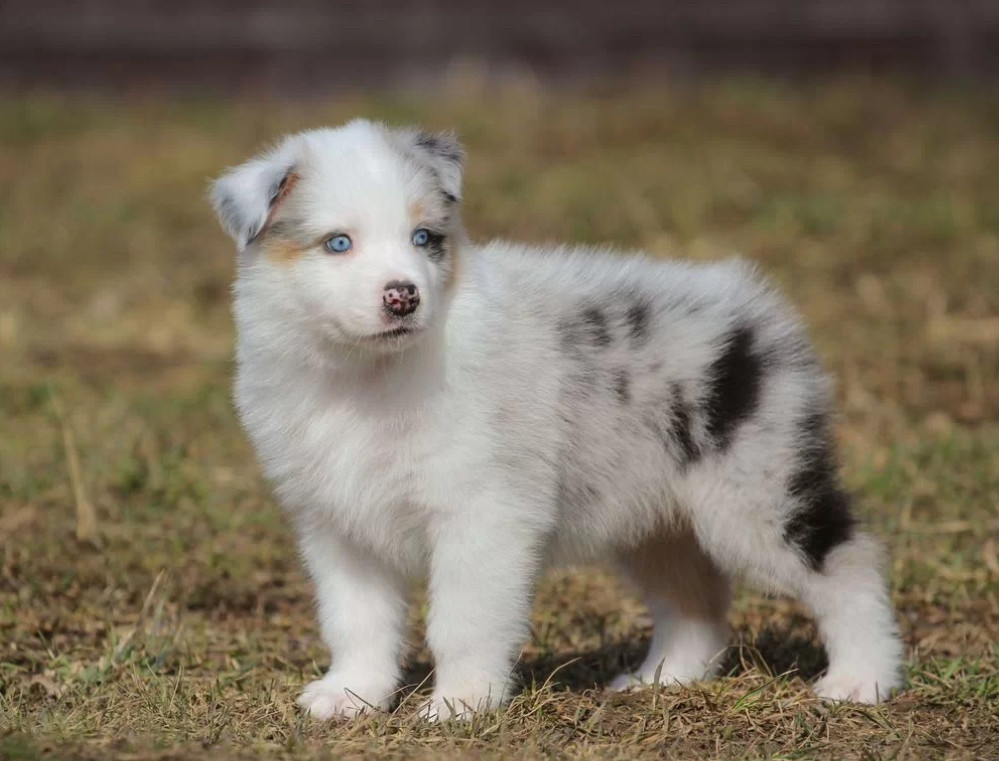 Two Aussie Puppies Looking for Homes in New York (NY)