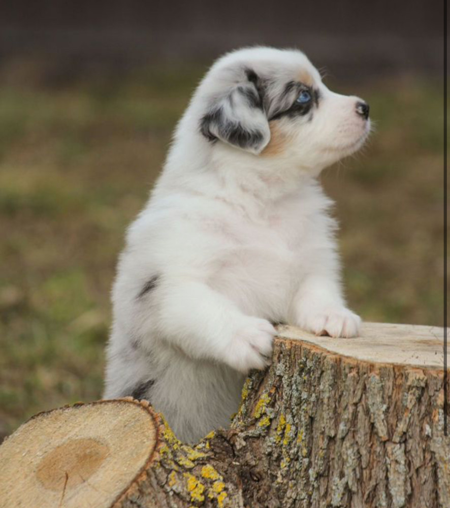 Two Aussie Puppies Looking for Homes in New York (NY)