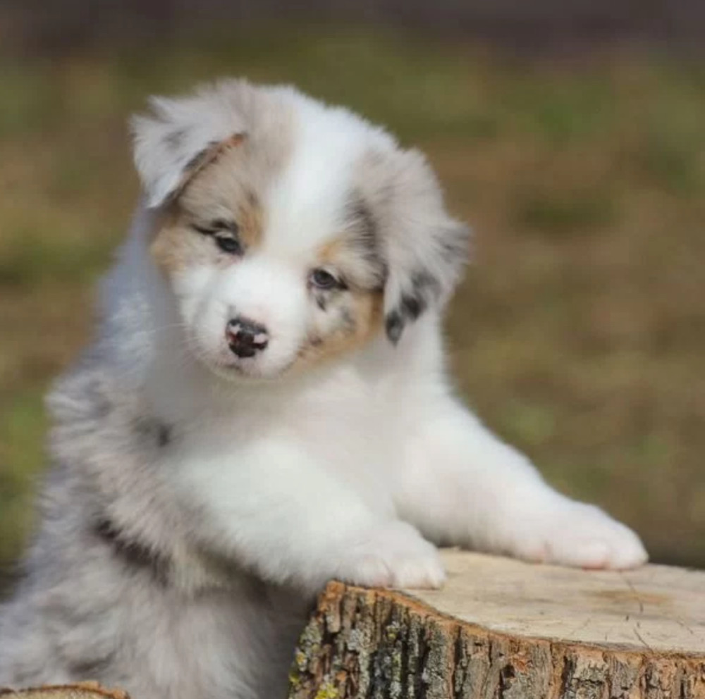 Two Aussie Puppies Looking for Homes in New York (NY)