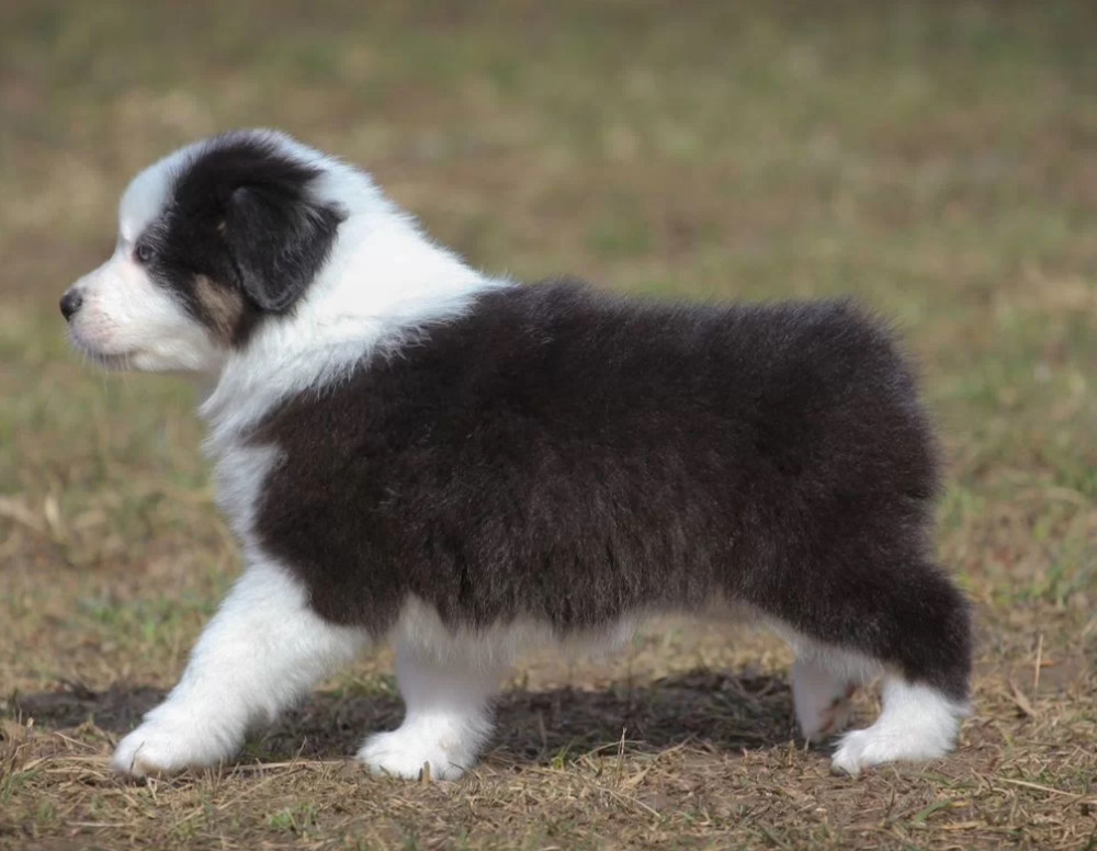 Two Aussie Puppies Looking for Homes in New York (NY)