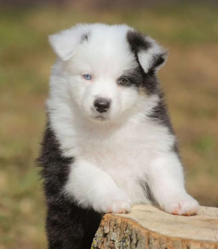 Two Aussie Puppies Looking for Homes in New York (NY)