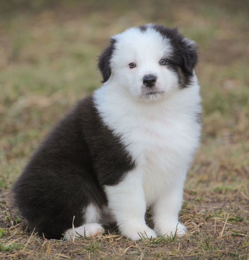 Two Aussie Puppies Looking for Homes in New York (NY)