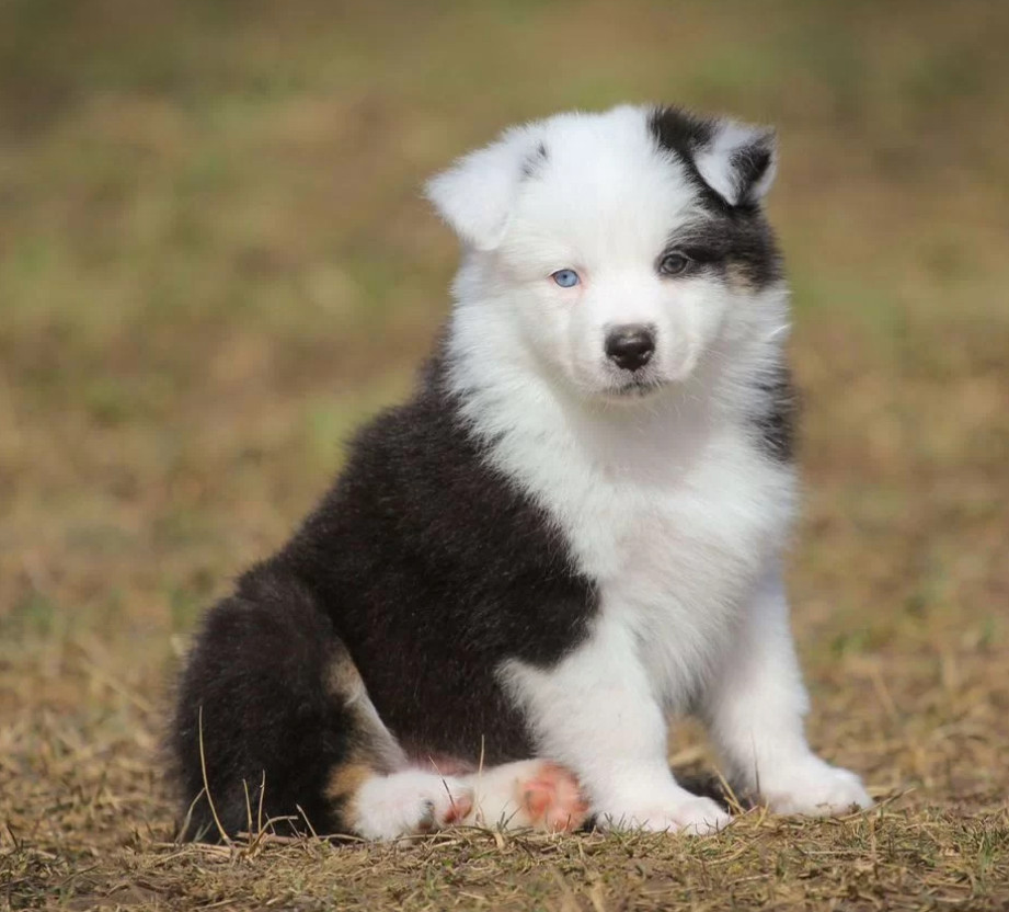 Two Aussie Puppies Looking for Homes in New York (NY)