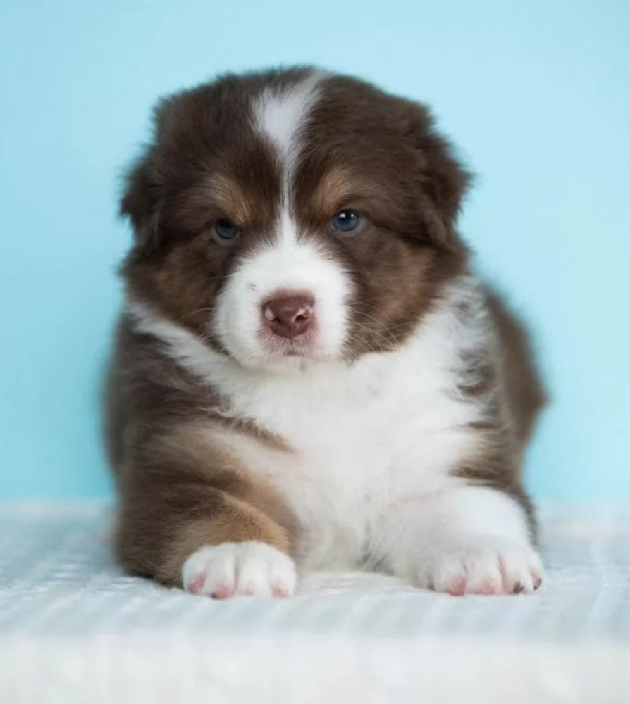 Australian Shepherd Girl for Sale in Texas (TX)
