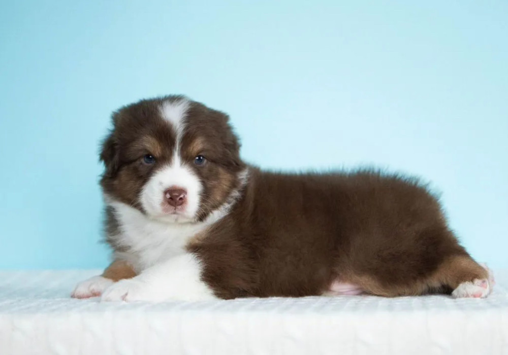 Australian Shepherd Girl for Sale in Texas (TX)