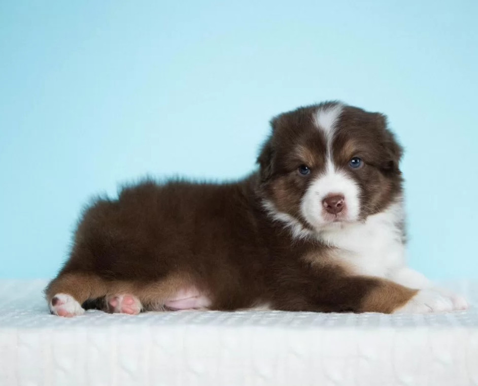 Australian Shepherd Girl for Sale in Texas (TX)