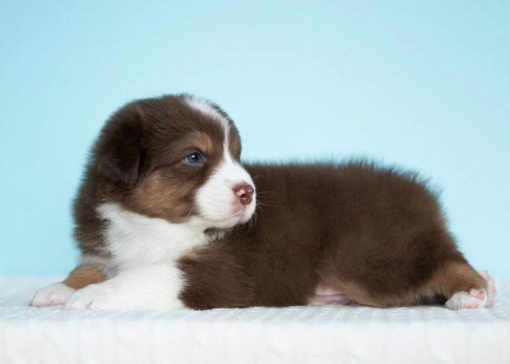 Australian Shepherd Girl for Sale in Texas (TX)