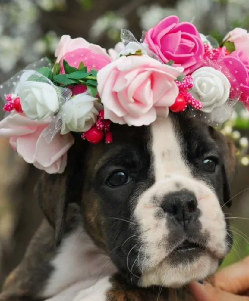 Boxer Puppies for Sale in Texas (TX)
