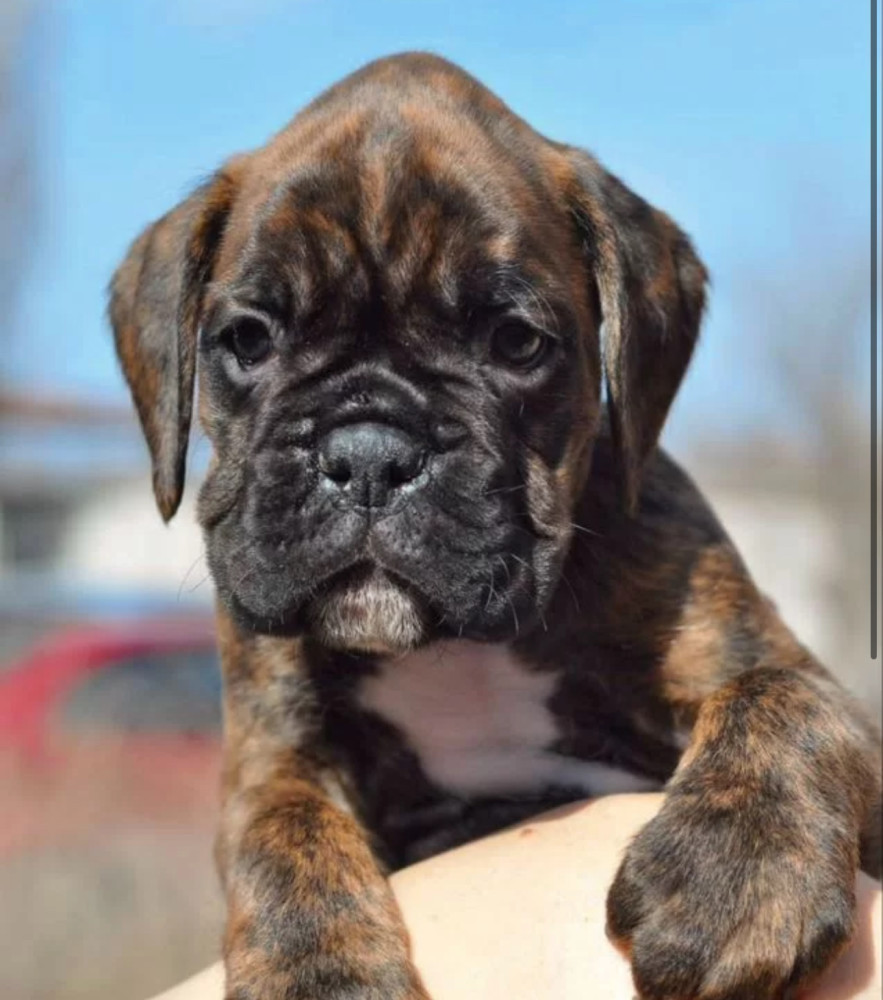 Boxer Puppies for Sale in Texas (TX)