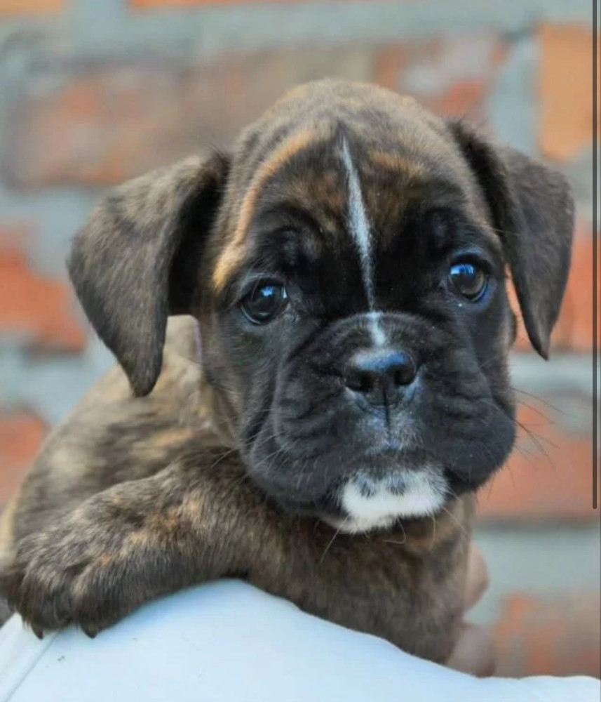 Boxer Puppies for Sale in Texas (TX)