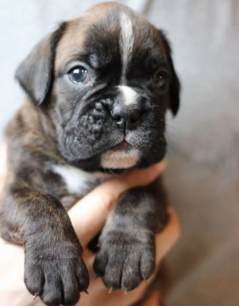 Sweet Boxer Girl Looking for a Home in Arizona (AZ)