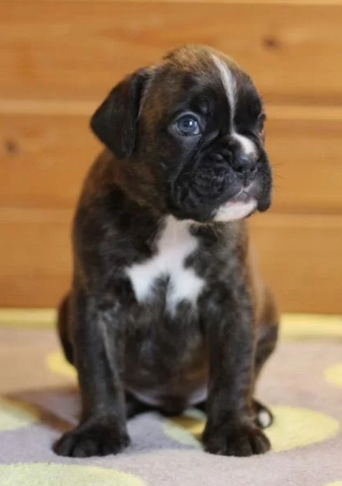 Sweet Boxer Girl Looking for a Home in Arizona (AZ)