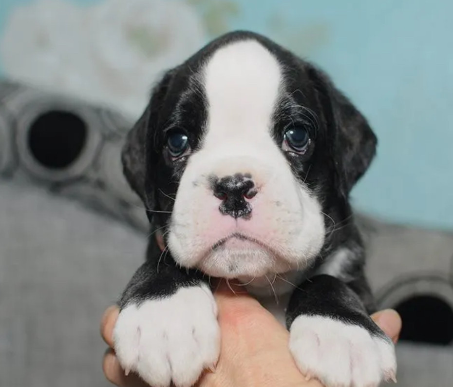 Boxer Boy for Sale in California (CA)