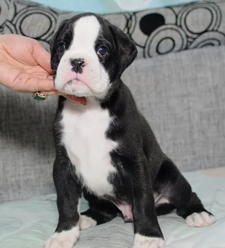 Boxer Boy for Sale in California (CA)