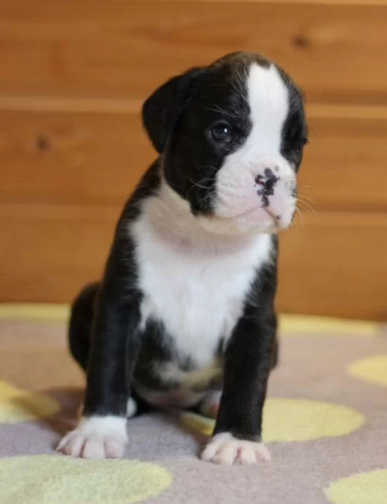 Boxer Boy for Sale in California (CA)