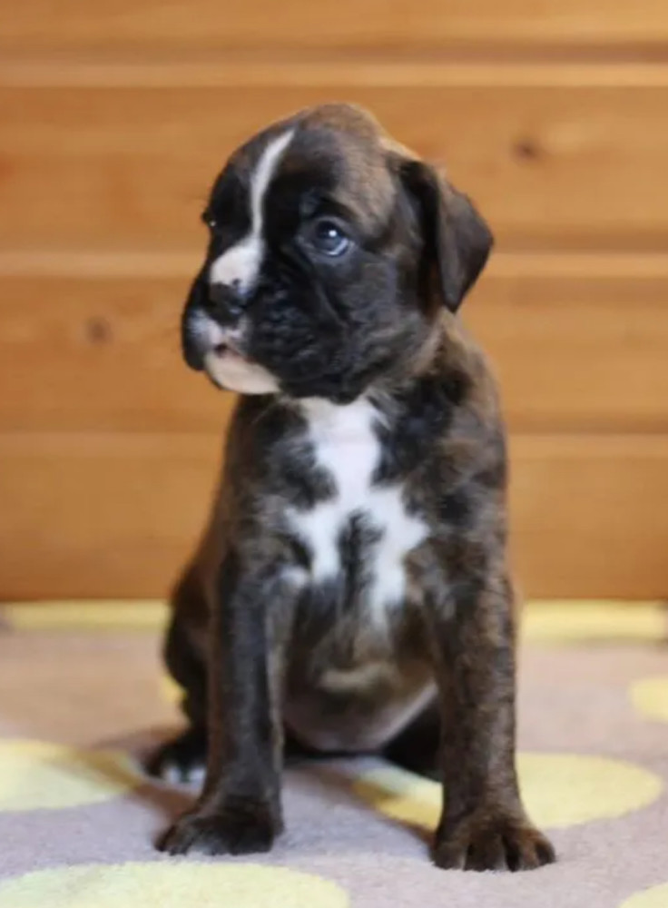 Boxer Boy for Sale in California (CA)