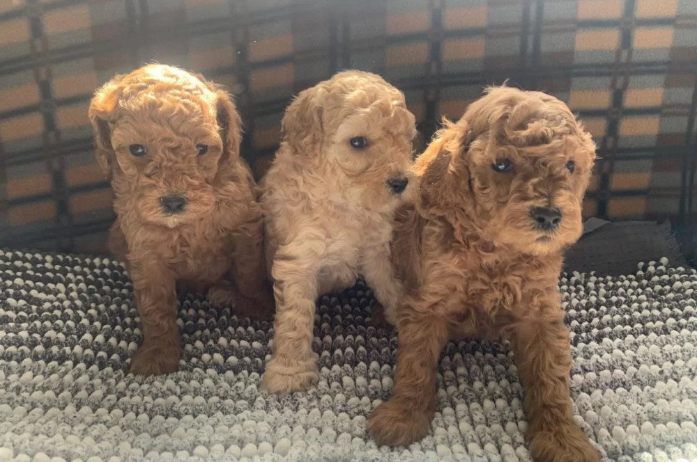 Poodle Puppies for Sale in Michigan (MI)