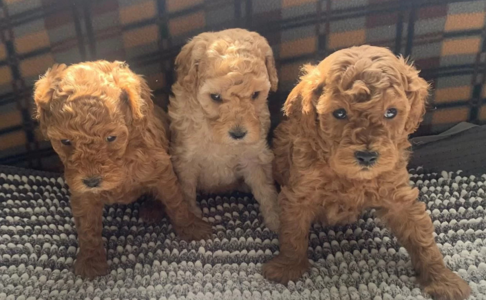 Poodle Puppies for Sale in Michigan (MI)